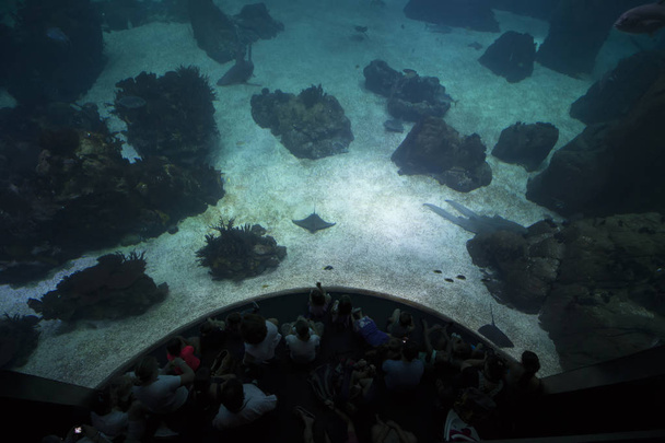 Egy nagy akvárium - Fotó, kép