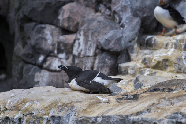リラックス ペンギン鳥 - 写真・画像
