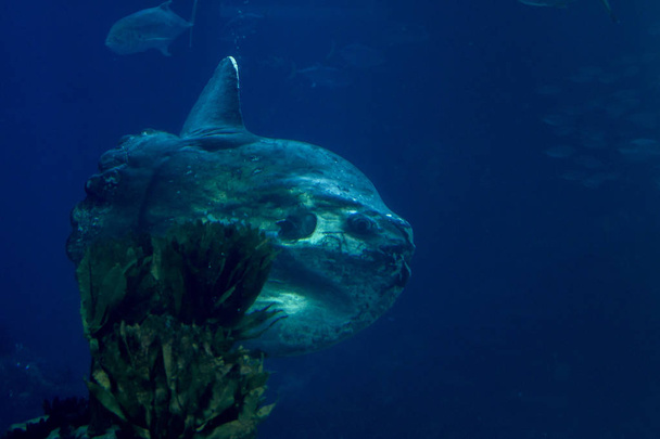 Mola Mola kala
 - Valokuva, kuva