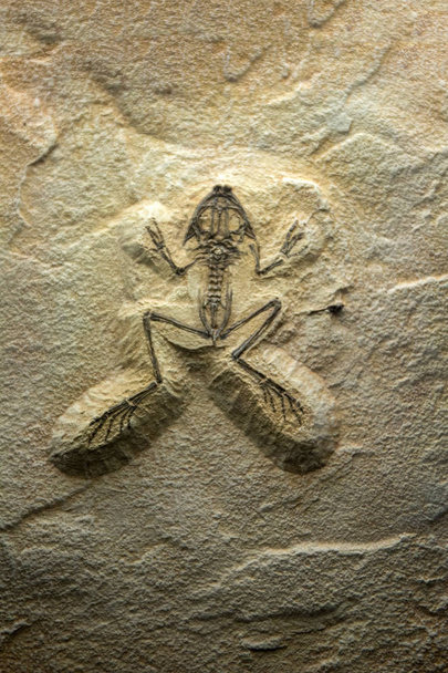 Grenouille détails fossiles
 - Photo, image