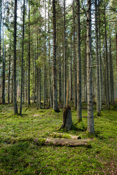 boomstammen in rijen van oude bos - Foto, afbeelding