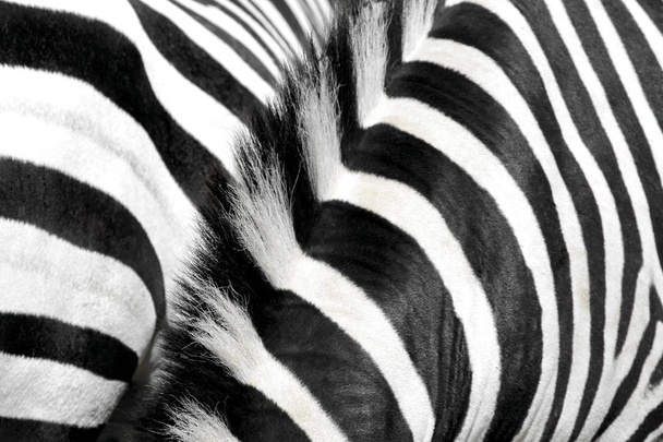 Zebra fur and mane - Фото, изображение