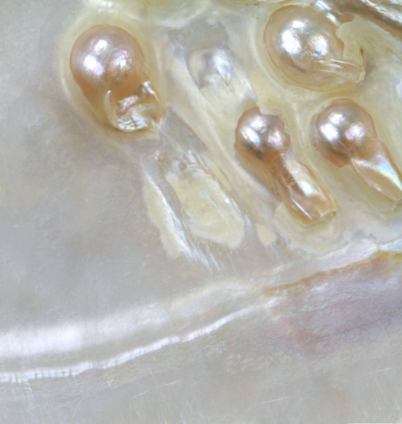 Perleťové korálky v oyster shell - Fotografie, Obrázek