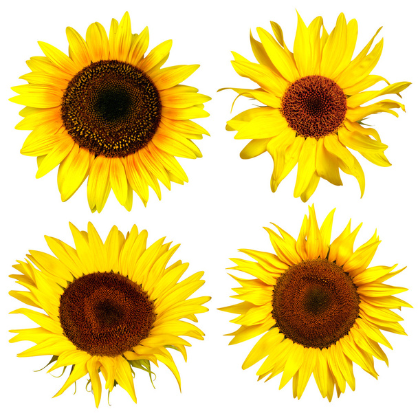 dört sarı ayçiçeği - Fotoğraf, Görsel