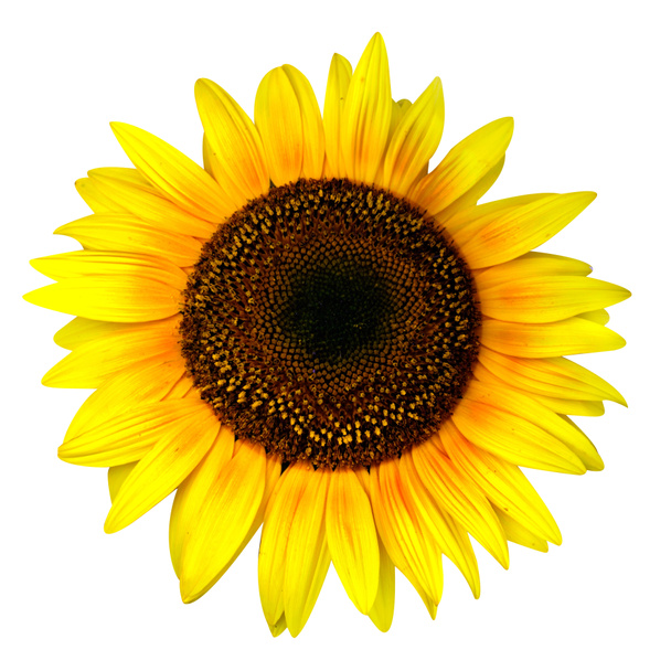 gele zonnebloem geïsoleerd - Foto, afbeelding
