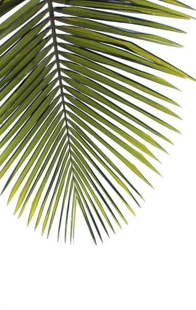 Foglia di palma verde
  - Foto, immagini