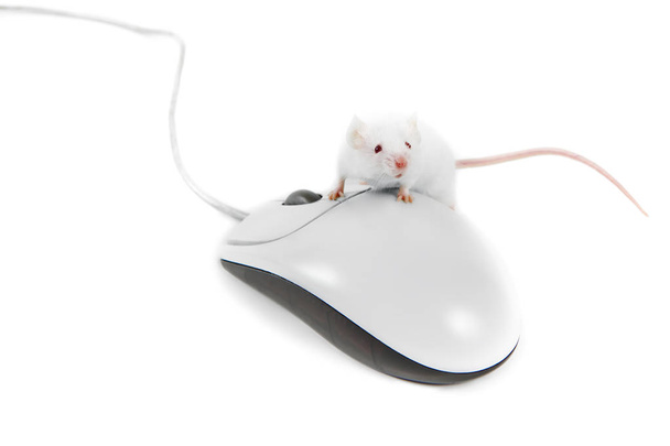 White Mouse on Computer Mouse with White Background - Fotó, kép