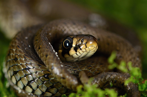Serpiente de hierba
 - Foto, imagen