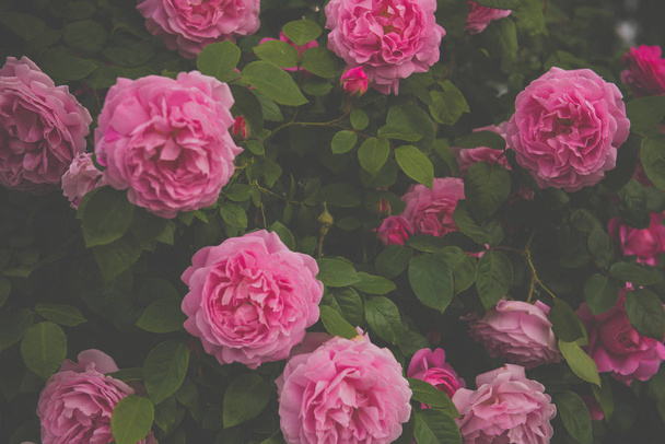 Beautiful bush with roses - Fotografie, Obrázek