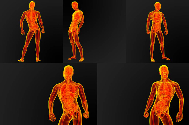 3D render ilustracja anatomii męskiej - Zdjęcie, obraz