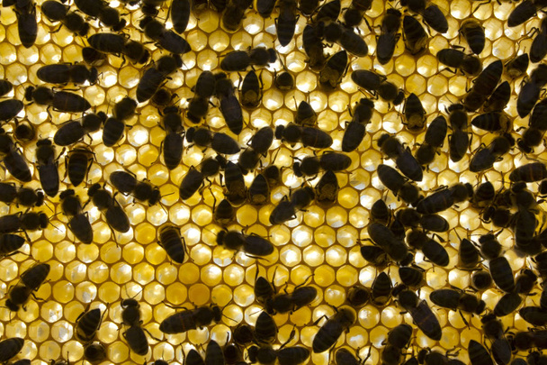 Honingbijen. Achtergrond honingraat - Foto, afbeelding
