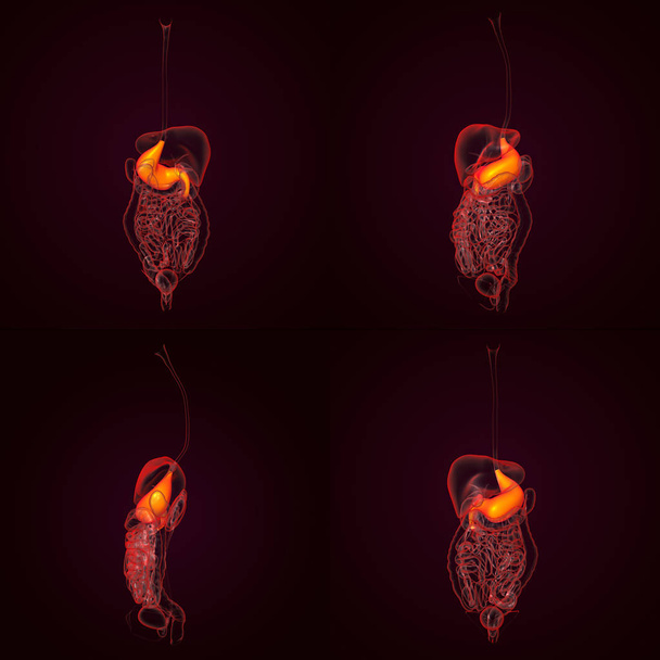 3D rendering ανθρώπινο πεπτικό σύστημα στομάχι - Φωτογραφία, εικόνα