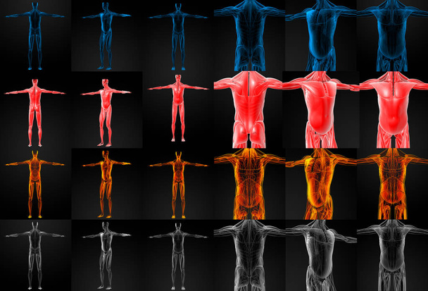 Illustrazione di rendering 3D del muscolo
 - Foto, immagini