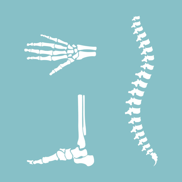 Human skeleton vector - Wektor, obraz
