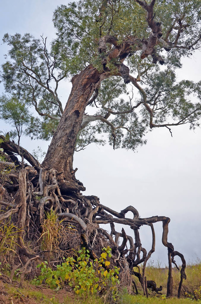 Árbol viejo con raíces enredadas expuestas
 - Foto, Imagen