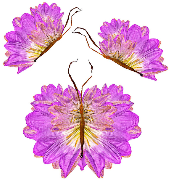 motyl z suchych liści i kwiatów - Zdjęcie, obraz