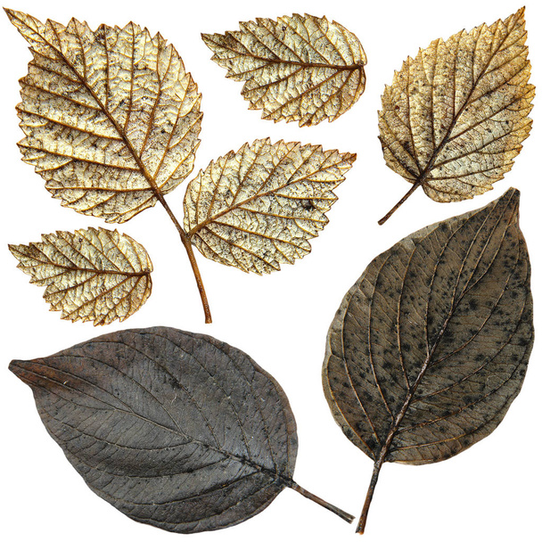 изолированные влажные листья малины
 - Фото, изображение
