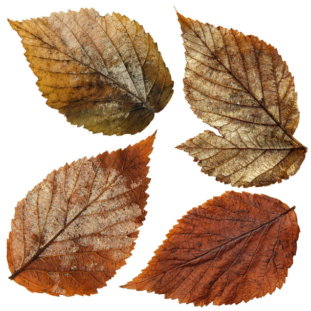 aislado húmedo frambuesa hojas conjunto
 - Foto, imagen