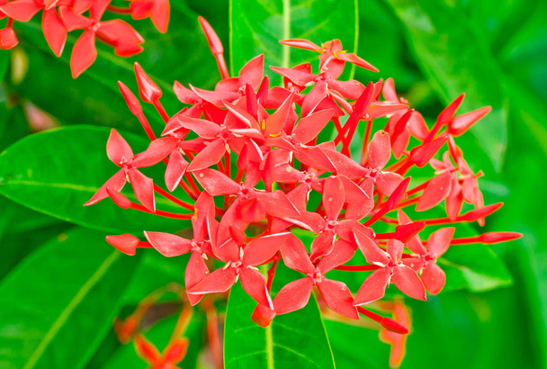 Closeup red flower ,Indian Jasmine.scientific name Ixora chinensis Lamk  - Photo, Image