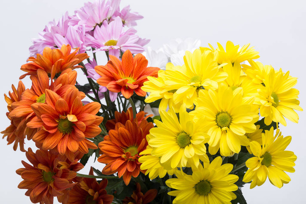 flores de crisantemo en blanco
 - Foto, imagen
