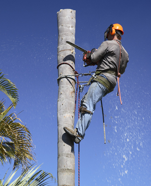 Palm tree lopping - Foto, afbeelding