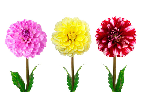 πολύχρωμο Ντάλια λουλούδια απομονωθεί - Φωτογραφία, εικόνα