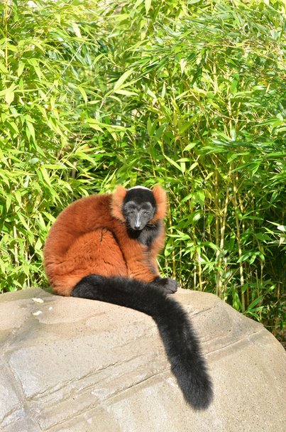 rode lemur met zwarte staart - Foto, afbeelding