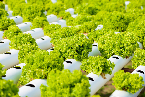 Organicznych hydroponicznych uprawy warzyw - Zdjęcie, obraz