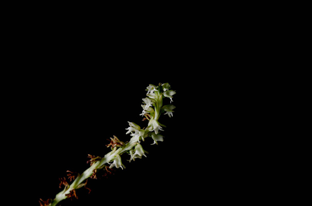 Перстилус, орхідея на чорному фоні - Фото, зображення