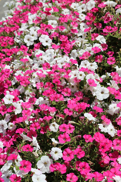 Lindas flores de petúnia rosa e branca
 - Foto, Imagem