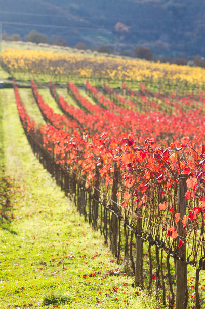 Righe di vite con foglie rosse e gialle in autunno
 - Foto, immagini