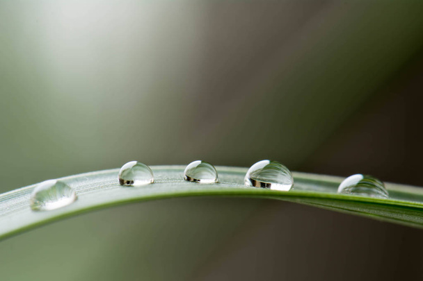 water drop on a green leaf - Foto, imagen