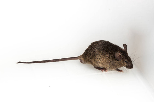 Коричневий миші, Rodent, щур - Фото, зображення