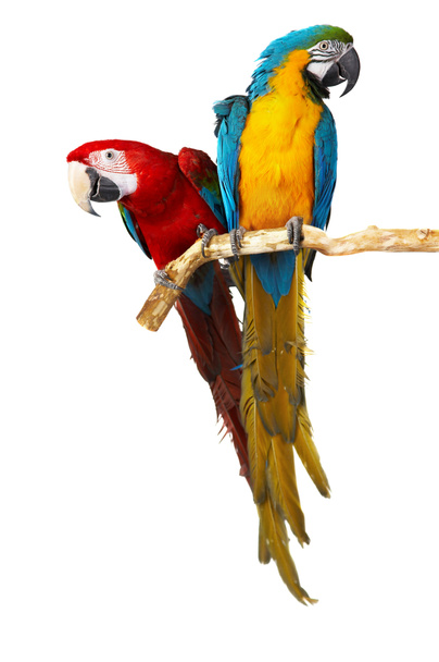két papagáj - Fotó, kép