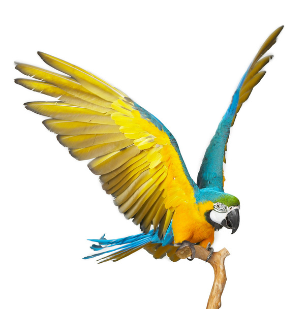 papoušek - Fotografie, Obrázek