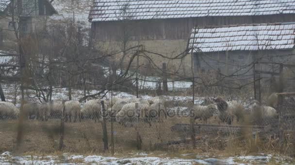 Zimowe owiec w stoczni - Materiał filmowy, wideo