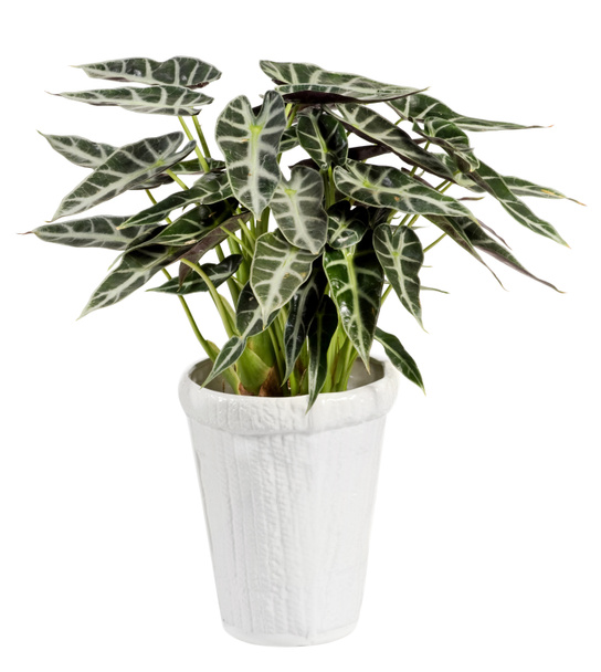 Alocasia bitki beyaz pot üzerinde beyaz izole - Fotoğraf, Görsel