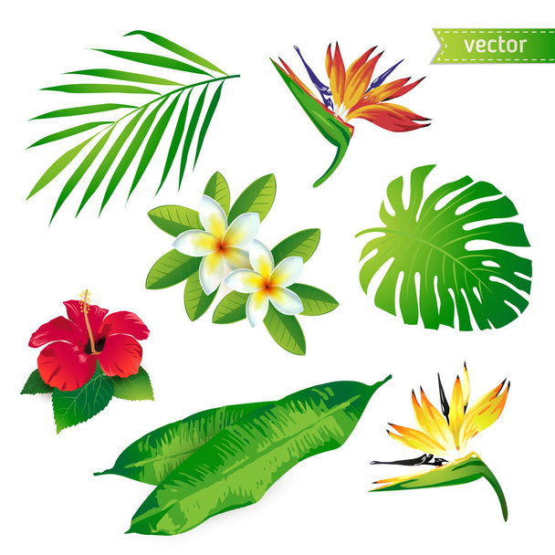 Набор традиционных тропических цветов и листьев. Вектор
.  - Вектор,изображение