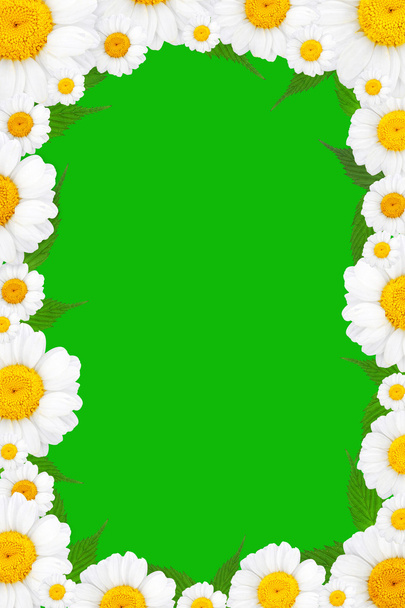 Flowers frame with chamomile - Фото, зображення