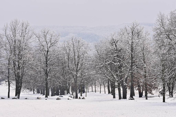Paesaggio invernale - alberi ghiacciati nella foresta. Natura coperta di neve. Bello sfondo naturale stagionale. - Foto, immagini