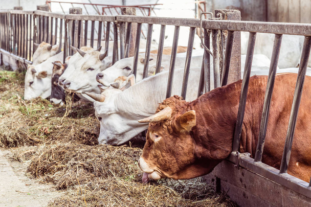 Krávy plemene Marchigiana jíst seno v biologické stabilní - Fotografie, Obrázek