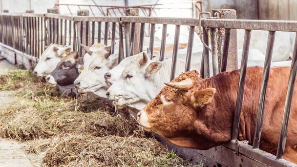 Vacas Marchigiana comiendo heno en establo biológico
 - Foto, Imagen