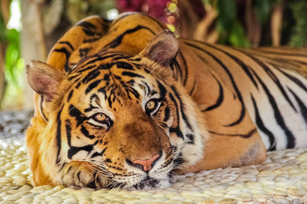 face of tiger - 写真・画像
