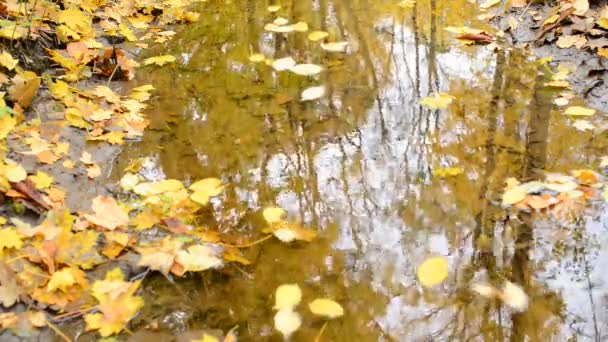 Leaves floating down a creek in the autumn forest - Filmati, video