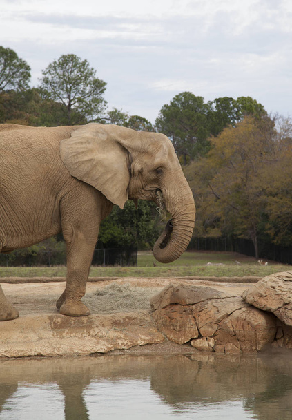 African Savanna Elephant - Photo, Image