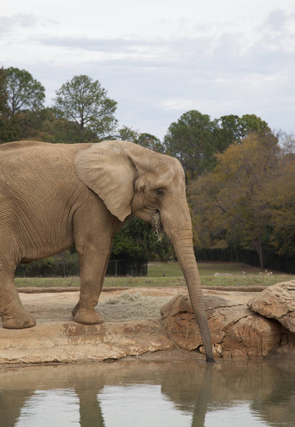 African Savanah Elephant - Photo, Image