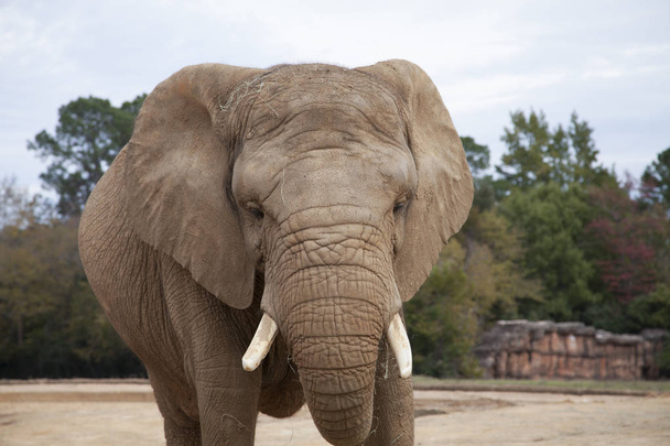 African Savanah Elephant - Photo, Image