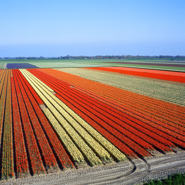 オランダ チューリップ畑 - 写真・画像