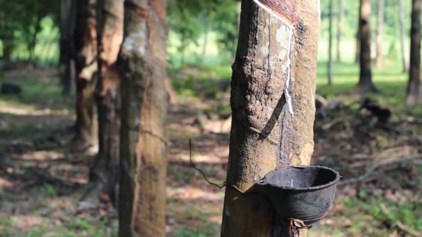 Collecting rubber latex flowing from rubber tree drop into plastic bowl - Footage, Video