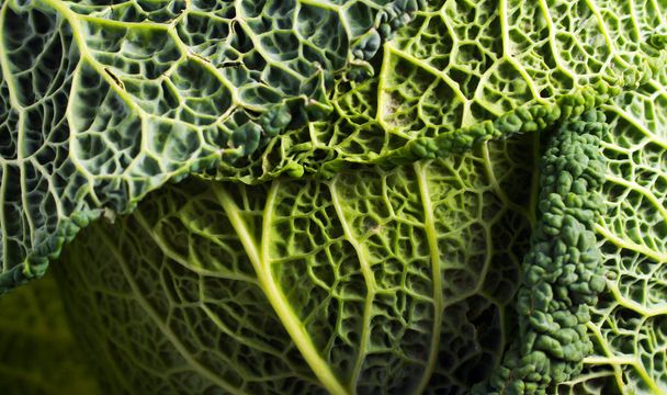 Raw Savoy cabbage close up  - Fotografie, Obrázek